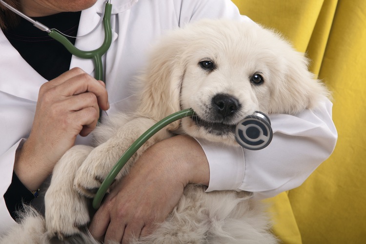 Kostenfaktor Tierarzt Hundebesitzer fürchten finanzielle