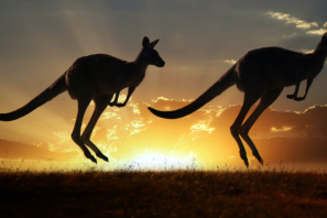 Zwei Kängurus vor Sonnenuntergang