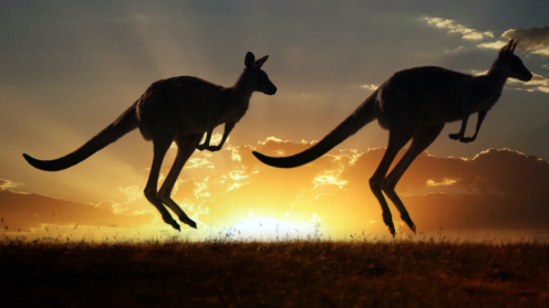 Zwei Kängurus vor Sonnenuntergang