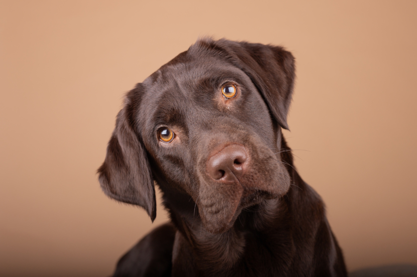 Ein brauner Labrador guckt schief in die Kamera