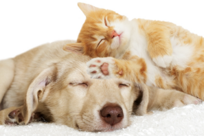 Hund und Katze, schlafend