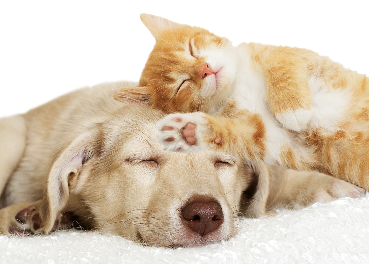 Hund und Katze, schlafend