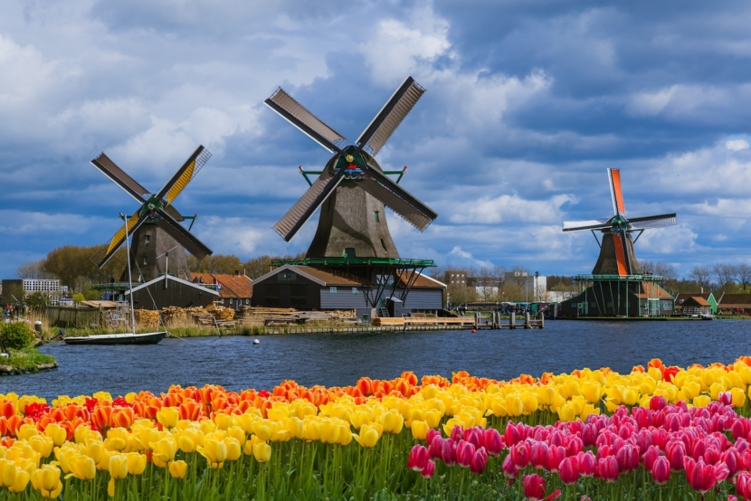 Windmühlen und Blumen in den Niederlanden