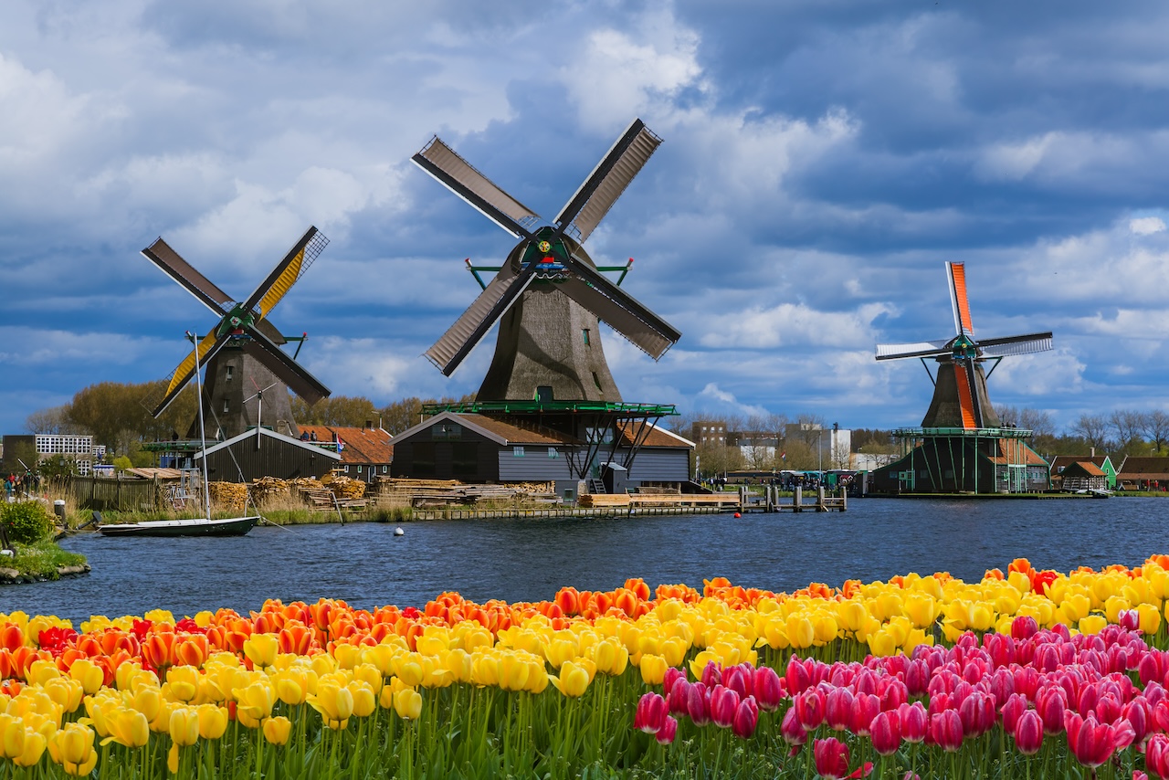 Windmühlen und Blumen in den Niederlanden