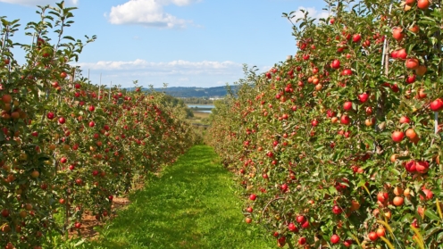 Apfelbäume, Assetklasse Agriculture