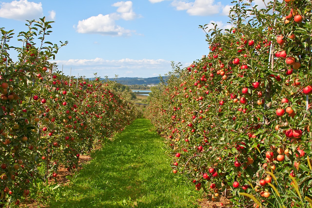 Apfelbäume, Assetklasse Agriculture