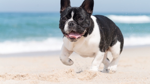 French bulldog running on the beach