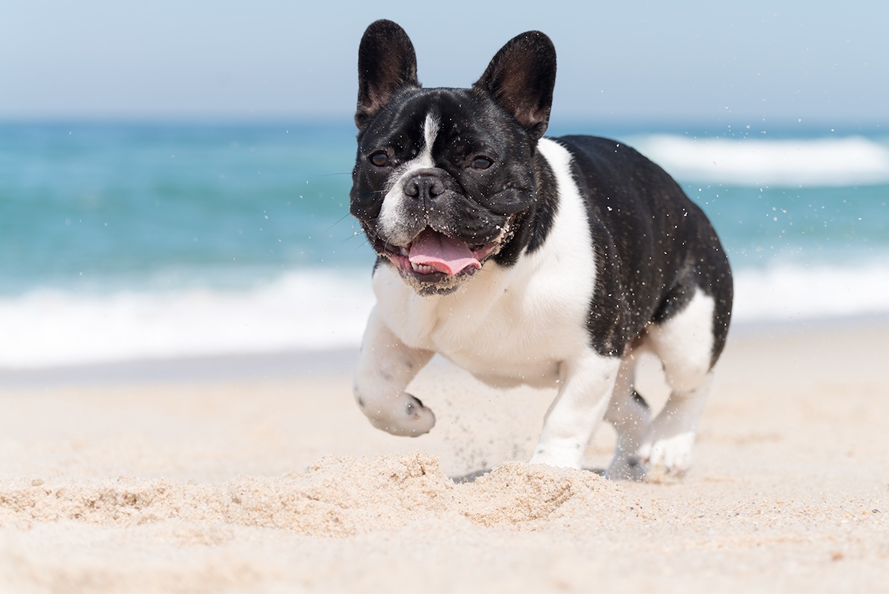 French bulldog running on the beach