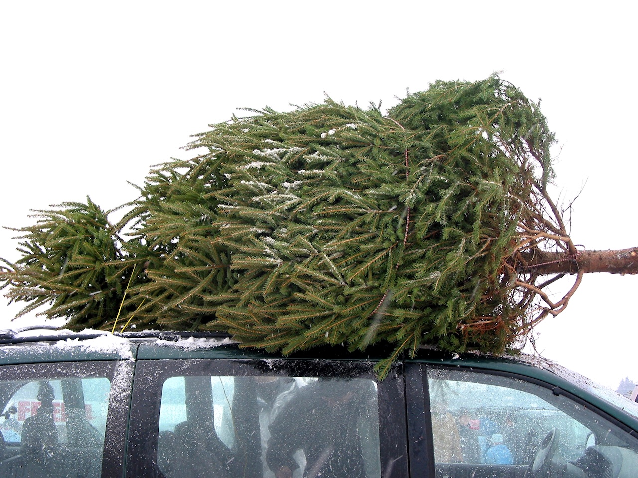 Weihnachtsbaum auf dem Autodach