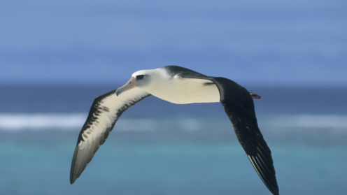 Albatros am Midway Atoll