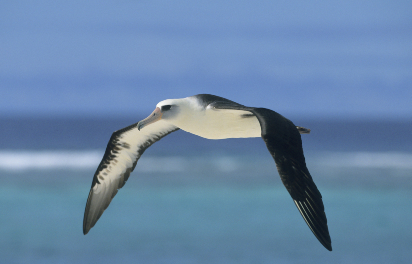 Albatros am Midway Atoll