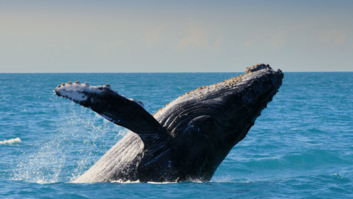 Buckelwal in Abrolhos